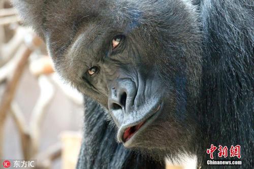 法国渡轮工人举行大罢工致 欧洲之星高铁停运:太阳成集团tyc(图2) 太阳集团tyc