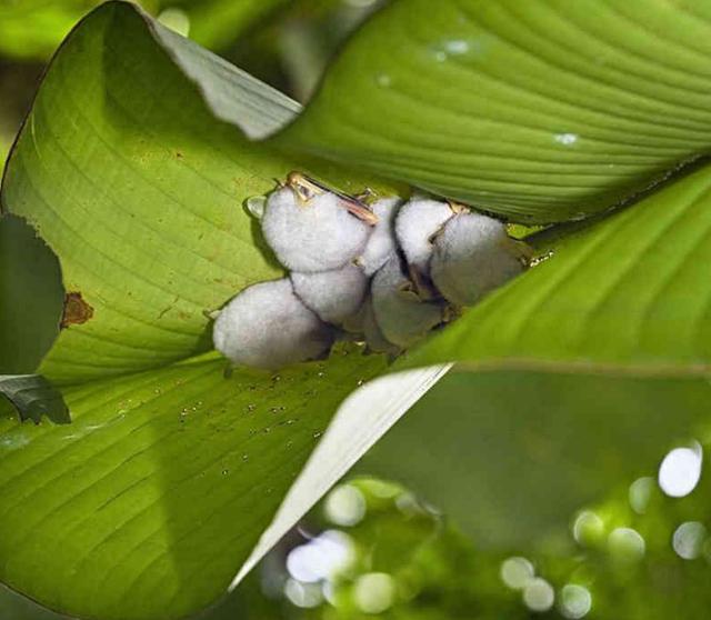 【太阳成集团tyc】3岁萌娃当选全美最年轻市长 哥哥4岁时也曾担任(图2) 太阳成集团tyc