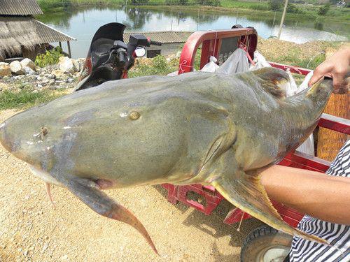 河北:河北唐县农业执法大队开展兽药使用整治行动【太阳成官网】(图4) 太阳成集团tyc
